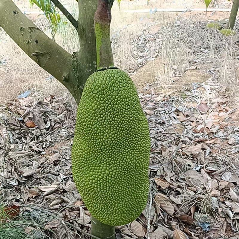 海南菠萝蜜供应全国批发市场，对接社区团购产地一手货源