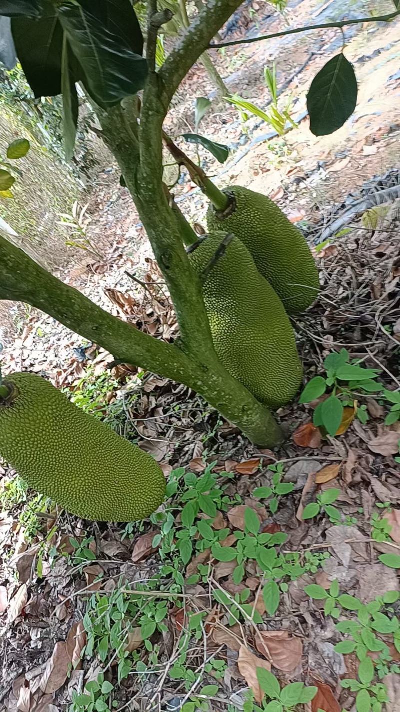 海南菠萝蜜供应全国批发市场，对接社区团购产地一手货源