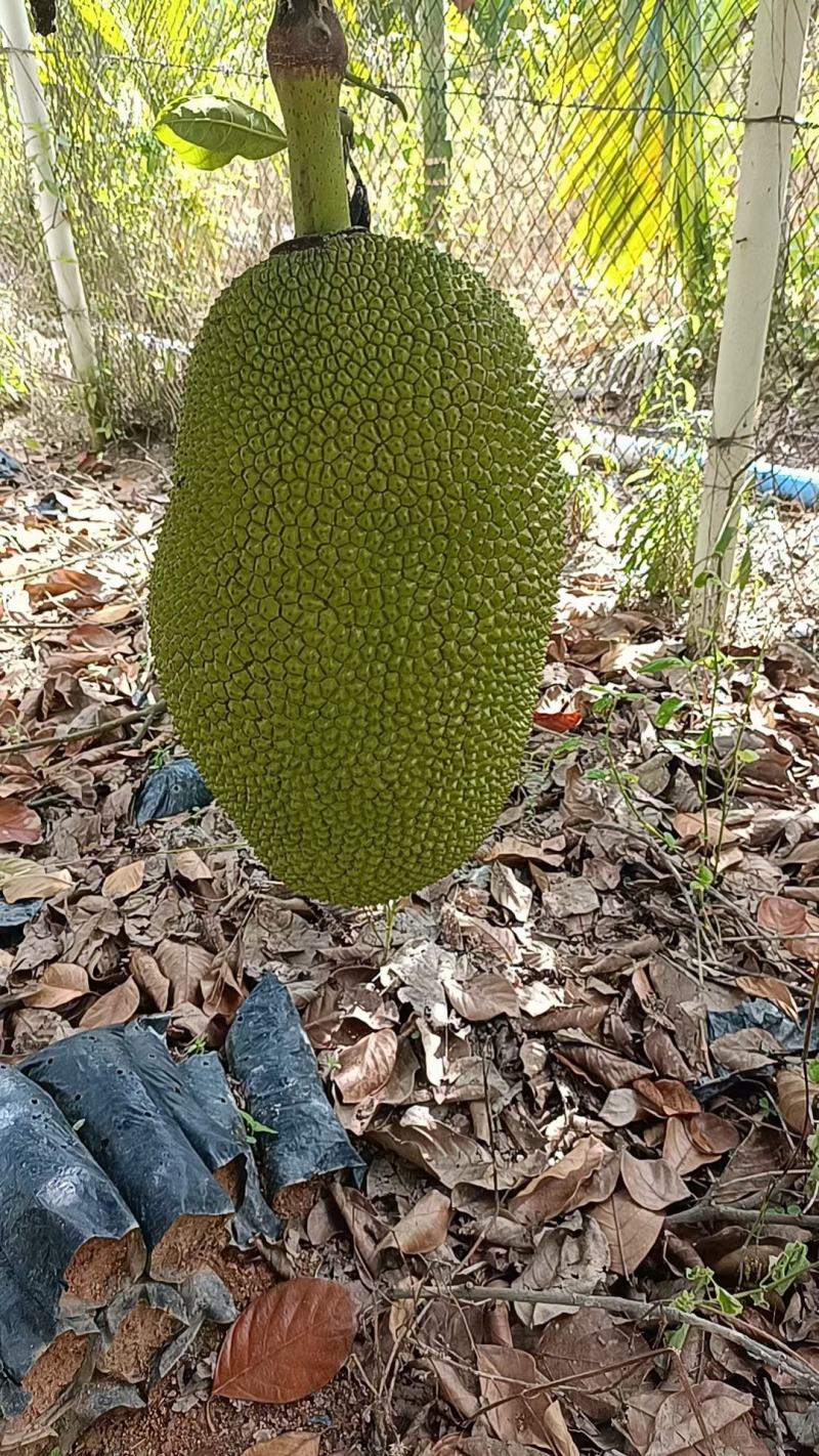 海南菠萝蜜供应全国批发市场，对接社区团购产地一手货源