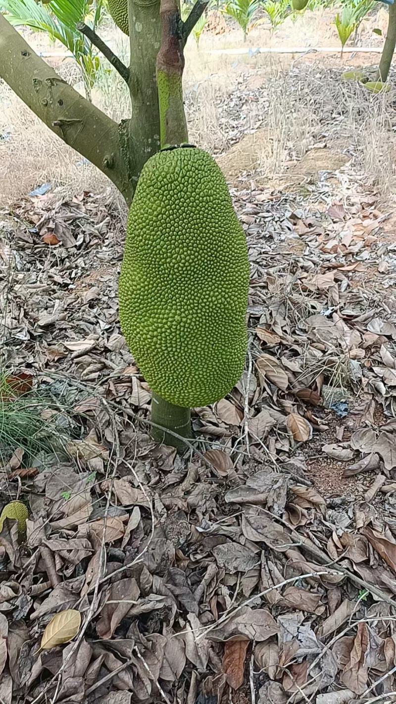 海南菠萝蜜供应全国批发市场，对接社区团购产地一手货源