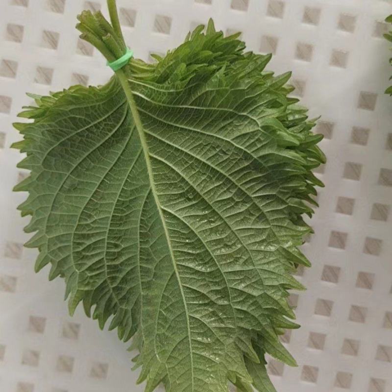 紫苏叶，通货散装价格优惠，产地直供，欢迎电联采购