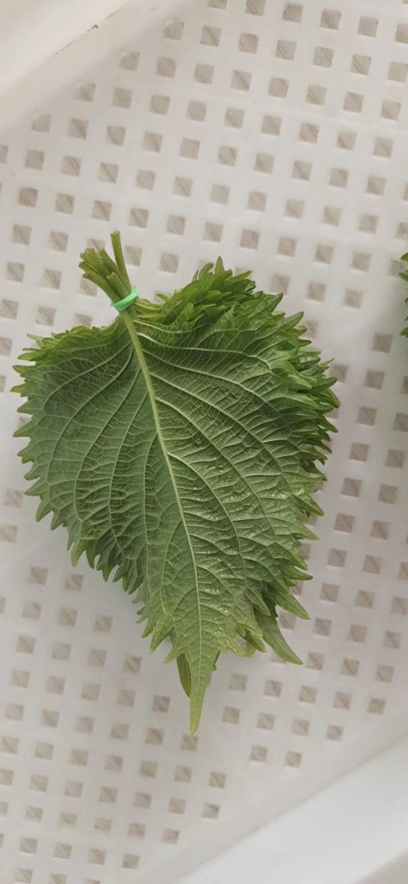 紫苏叶，通货散装价格优惠，产地直供，欢迎电联采购