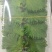 紫苏叶精品，100片产地供货量大从优，对接市场商超