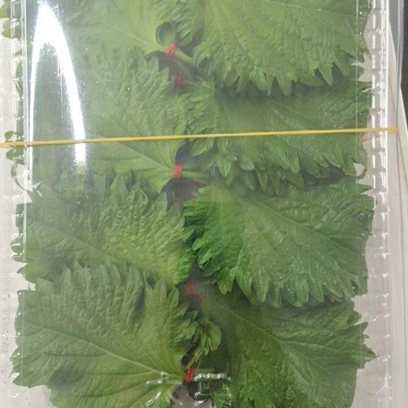 紫苏叶精品，100片产地供货量大从优，对接市场商超
