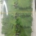 紫苏叶精品，100片产地供货量大从优，对接市场商超
