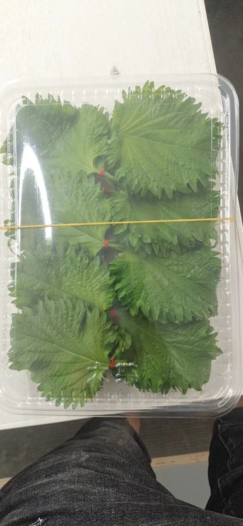 紫苏叶精品，100片产地供货量大从优，对接市场商超