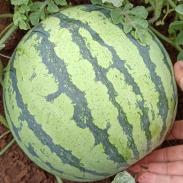 8424，美都，嘉年华，干红，石头瓜大量有货基地代办