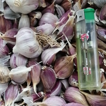 精选货源！川蒜新鲜干蒜头品质好新蒜全国发货