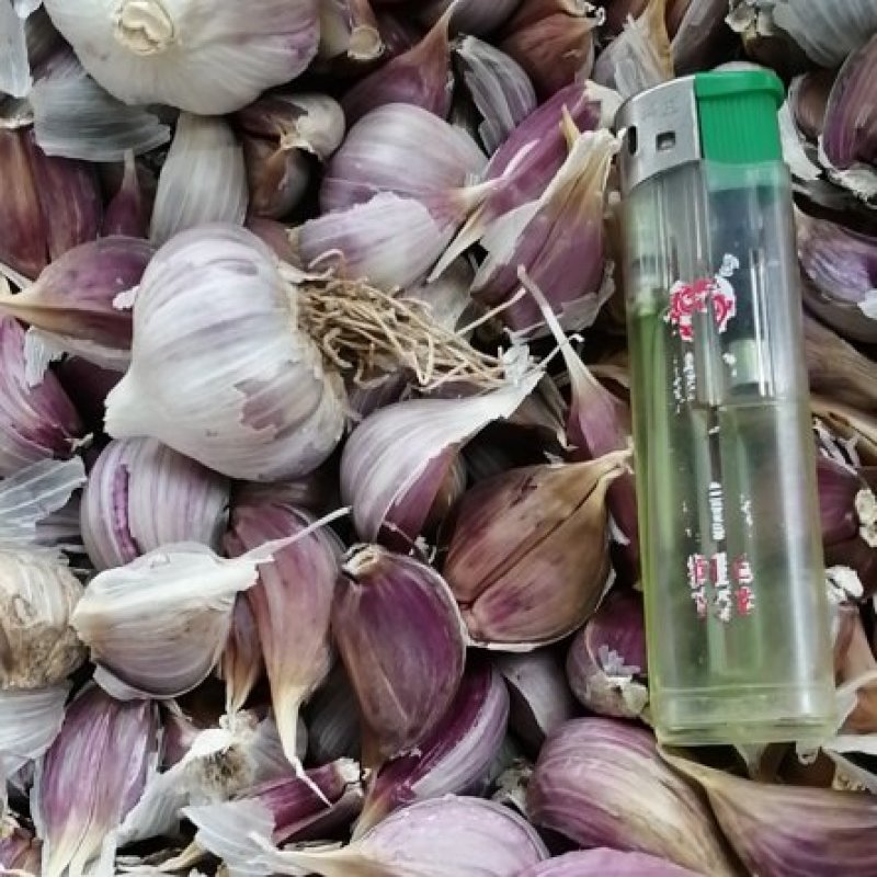 精选货源！川蒜新鲜干蒜头品质好新蒜全国发货