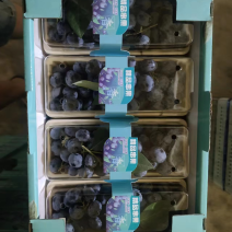 精品蓝莓串果粒果大量接单