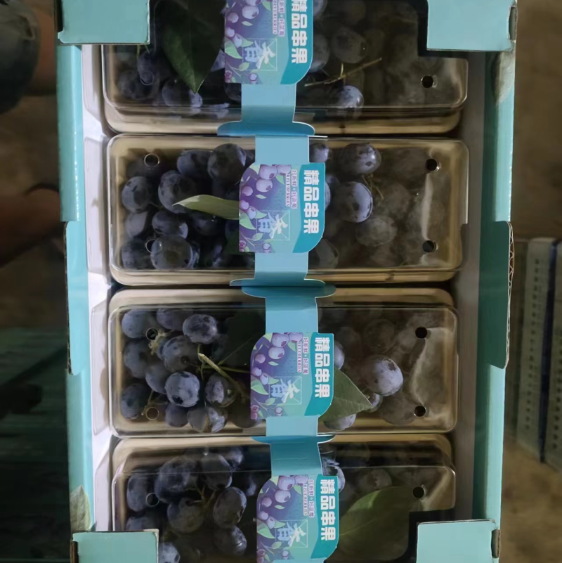 精品蓝莓串果粒果大量接单