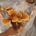 新鲜灵芝盆景灵芝花灵芝菌包菌棒