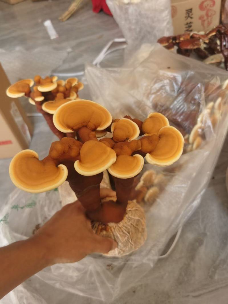 新鲜灵芝盆景灵芝花灵芝菌包菌棒