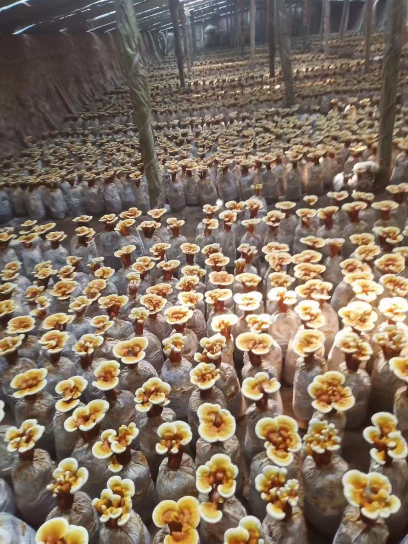 新鲜灵芝盆景灵芝花灵芝菌包菌棒