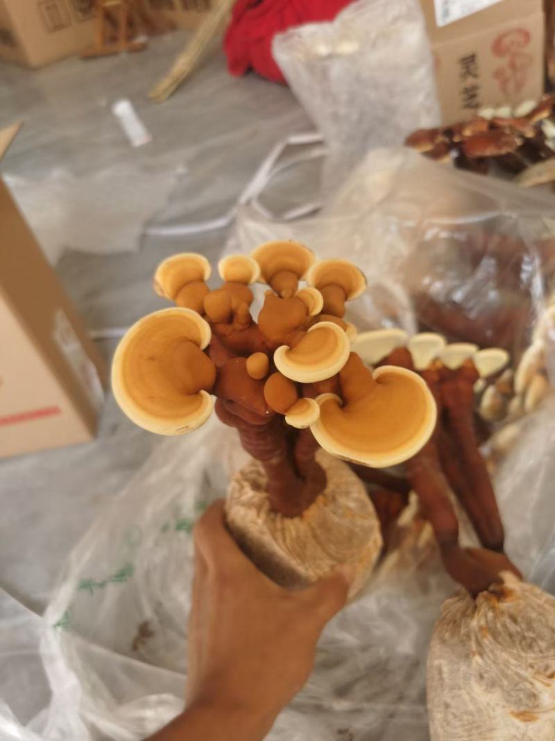 新鲜灵芝盆景灵芝花灵芝菌包菌棒