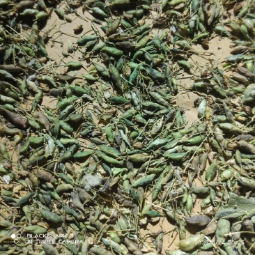 高含量淫羊藿种子