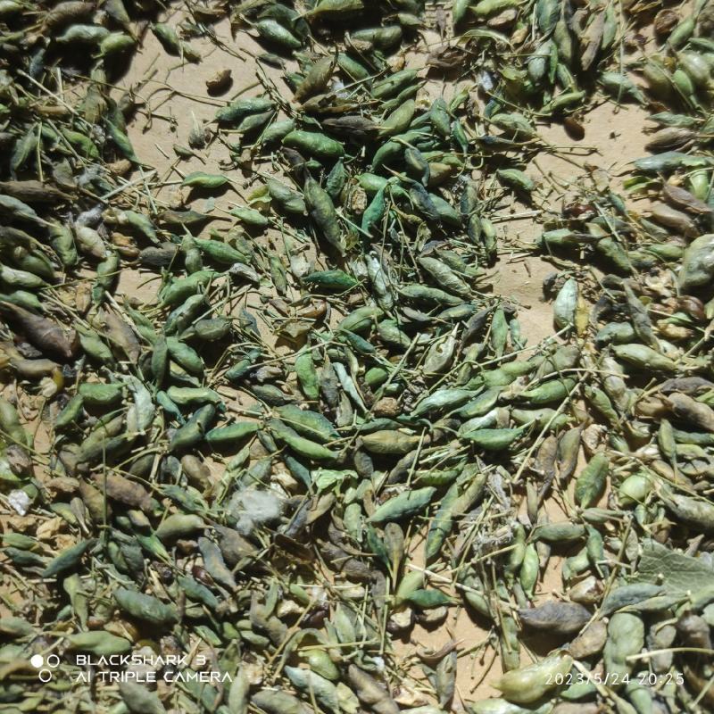 高含量淫羊藿种子