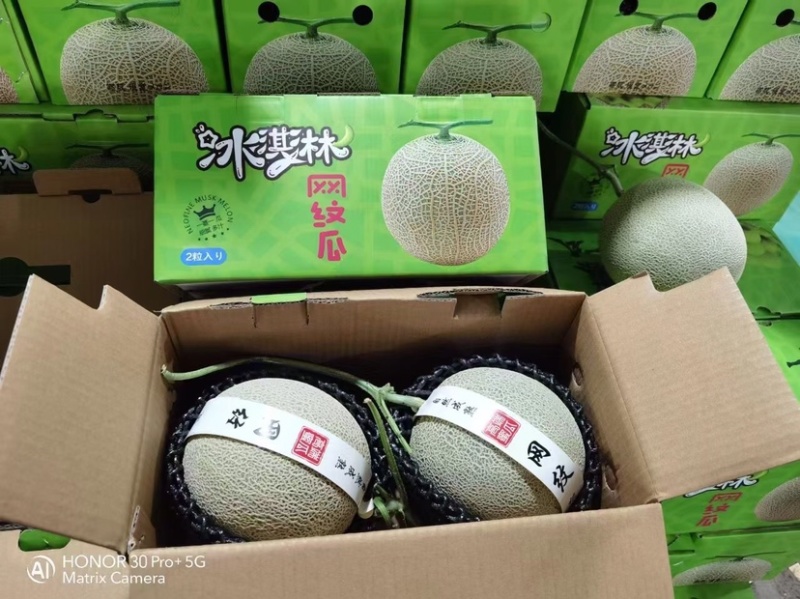 网纹系列美华、鲁厚甜网纹～冰激淋蜜瓜，口感好