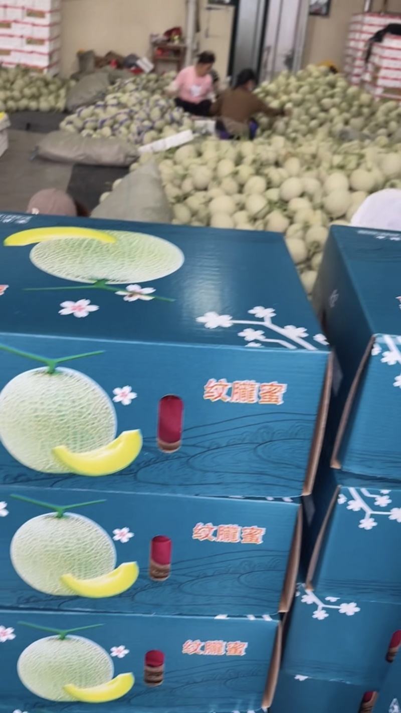 网纹系列美华、鲁厚甜网纹～冰激淋蜜瓜，口感好
