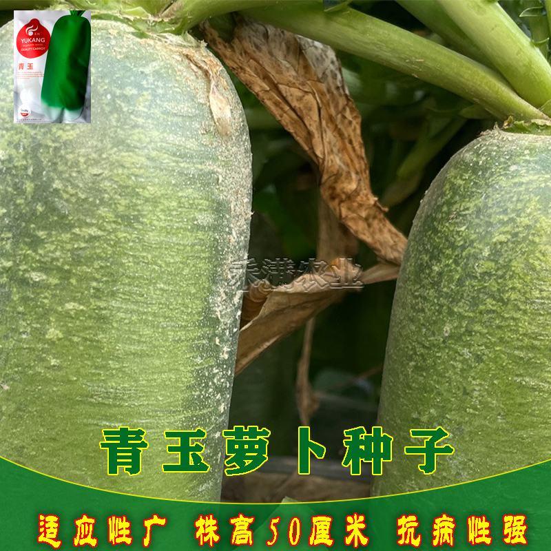 青玉露头青萝卜种子早熟耐热夏秋季播青皮水果萝卜种籽抗病性