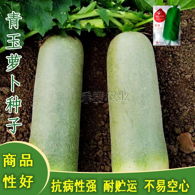 青玉露头青萝卜种子早熟耐热夏秋季播青皮水果萝卜种籽抗病性