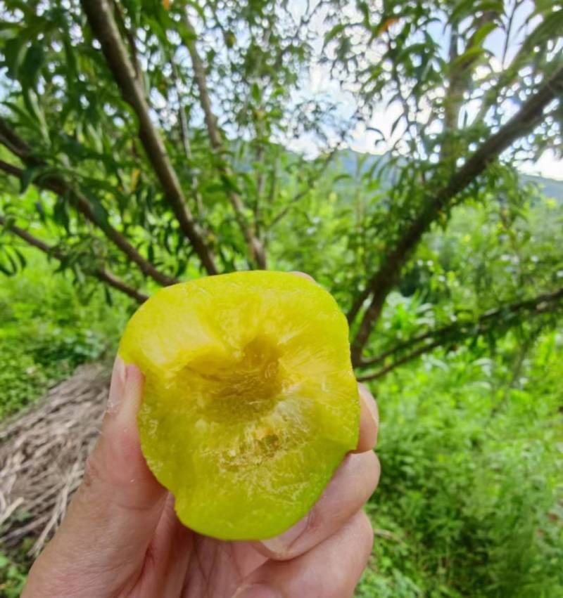 蜂糖李
