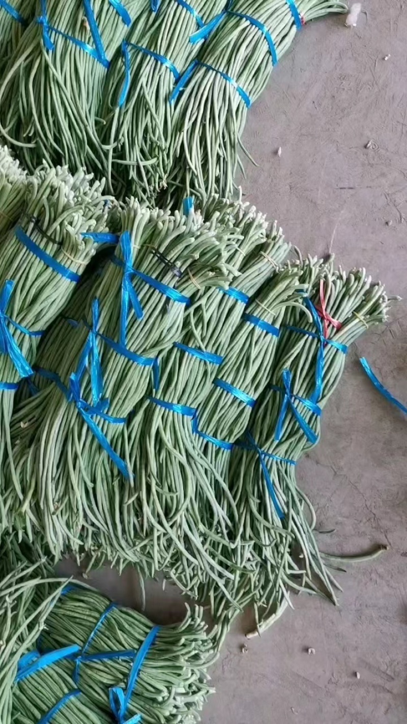 山东豆角，大量上市中，量大从优，欢迎老板咨询