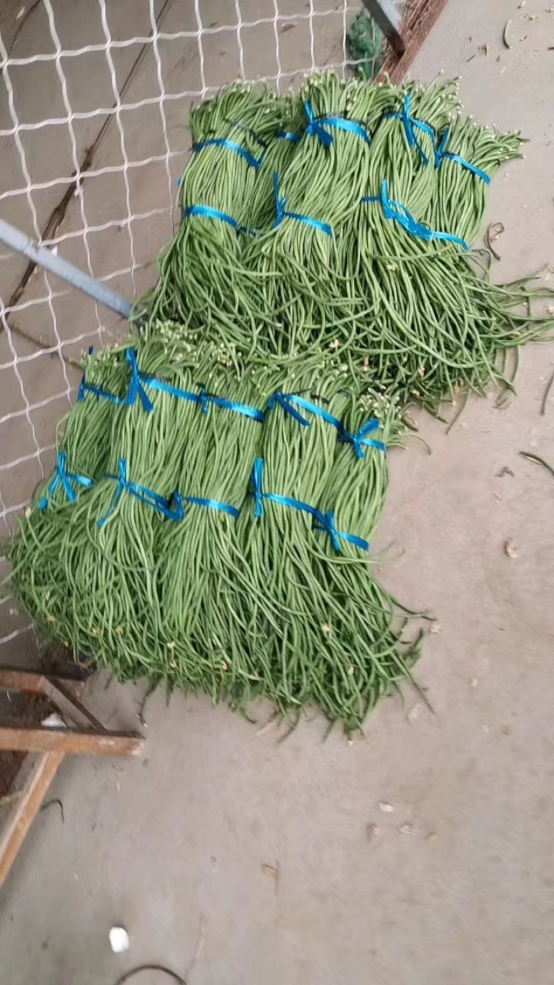 山东豆角，大量上市中，量大从优，欢迎老板咨询