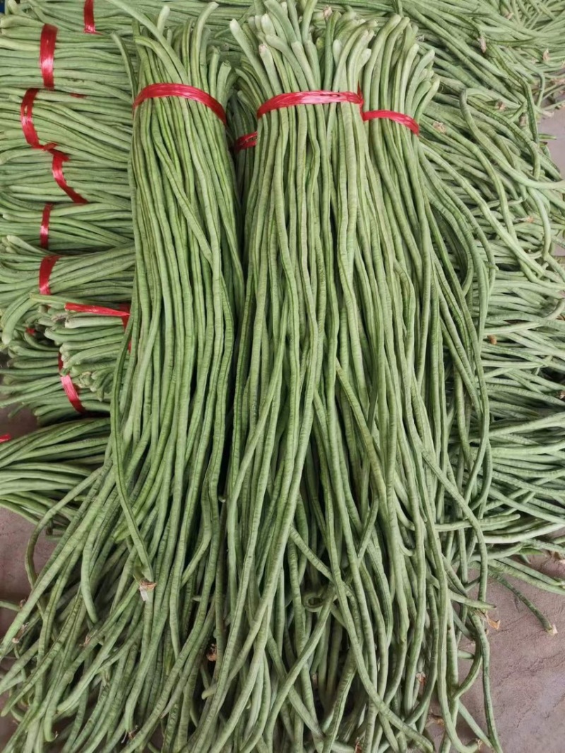 山东豆角，大量上市中，量大从优，欢迎老板咨询