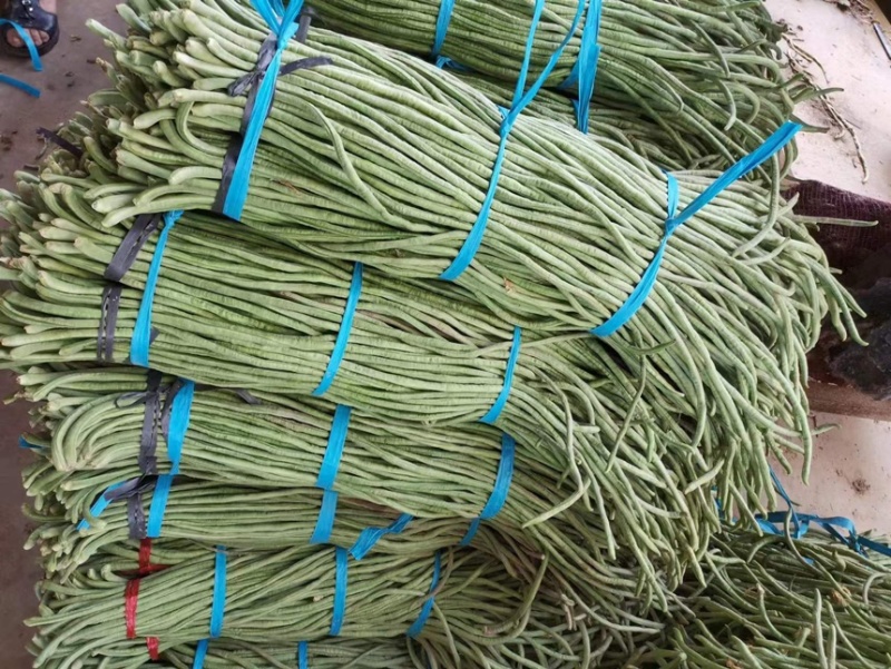 山东豆角，大量上市中，量大从优，欢迎老板咨询