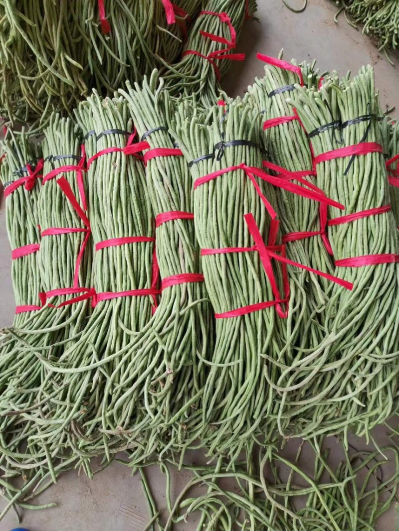 山东豆角，大量上市中，量大从优，欢迎老板咨询