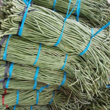 山东豆角，大量上市中，量大从优，欢迎老板咨询