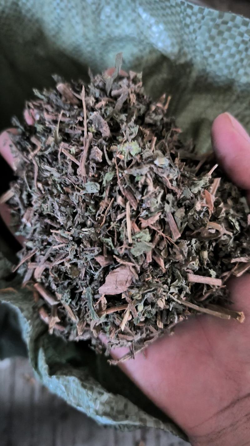 旱莲草中草药中药材