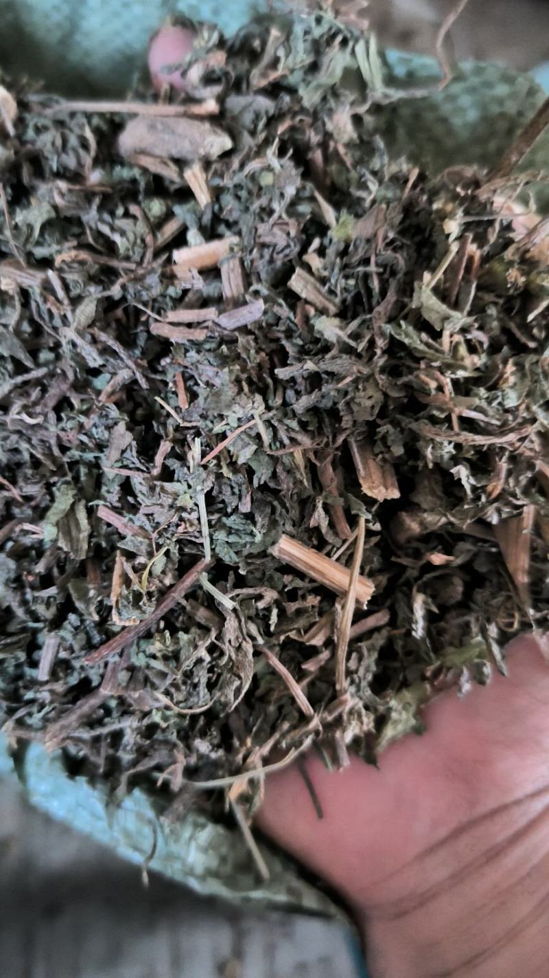 旱莲草中草药中药材
