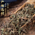 旱莲草中草药中药材