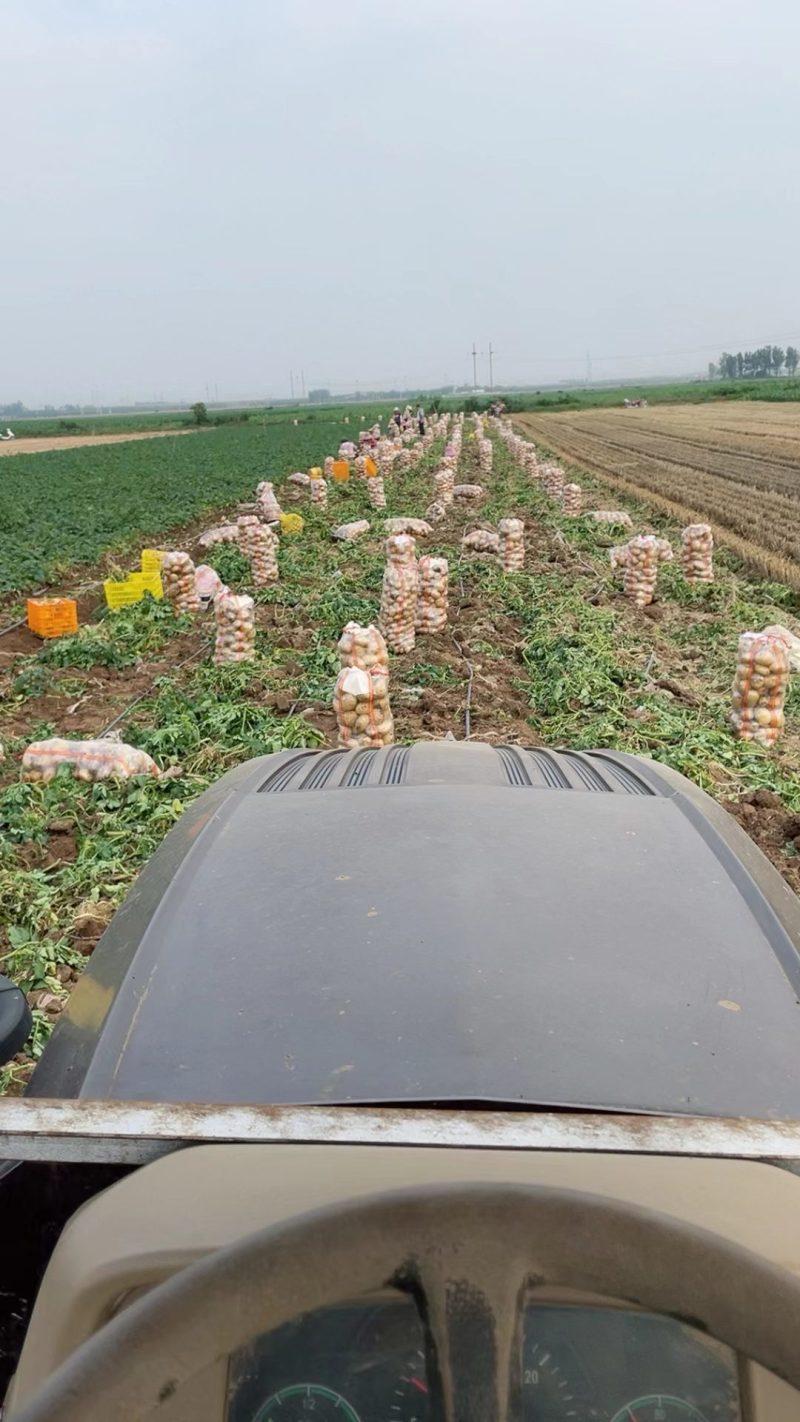 新野蔬菜基地直供中暑、沃土、希森、荷兰精品土豆大量供应