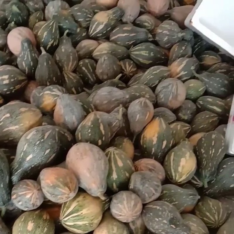 大量供应豆角，黄瓜，丝瓜，小南瓜，香芋南瓜等各类蔬菜！