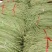 大量供应豆角，黄瓜，丝瓜，小南瓜，香芋南瓜等各类蔬菜！