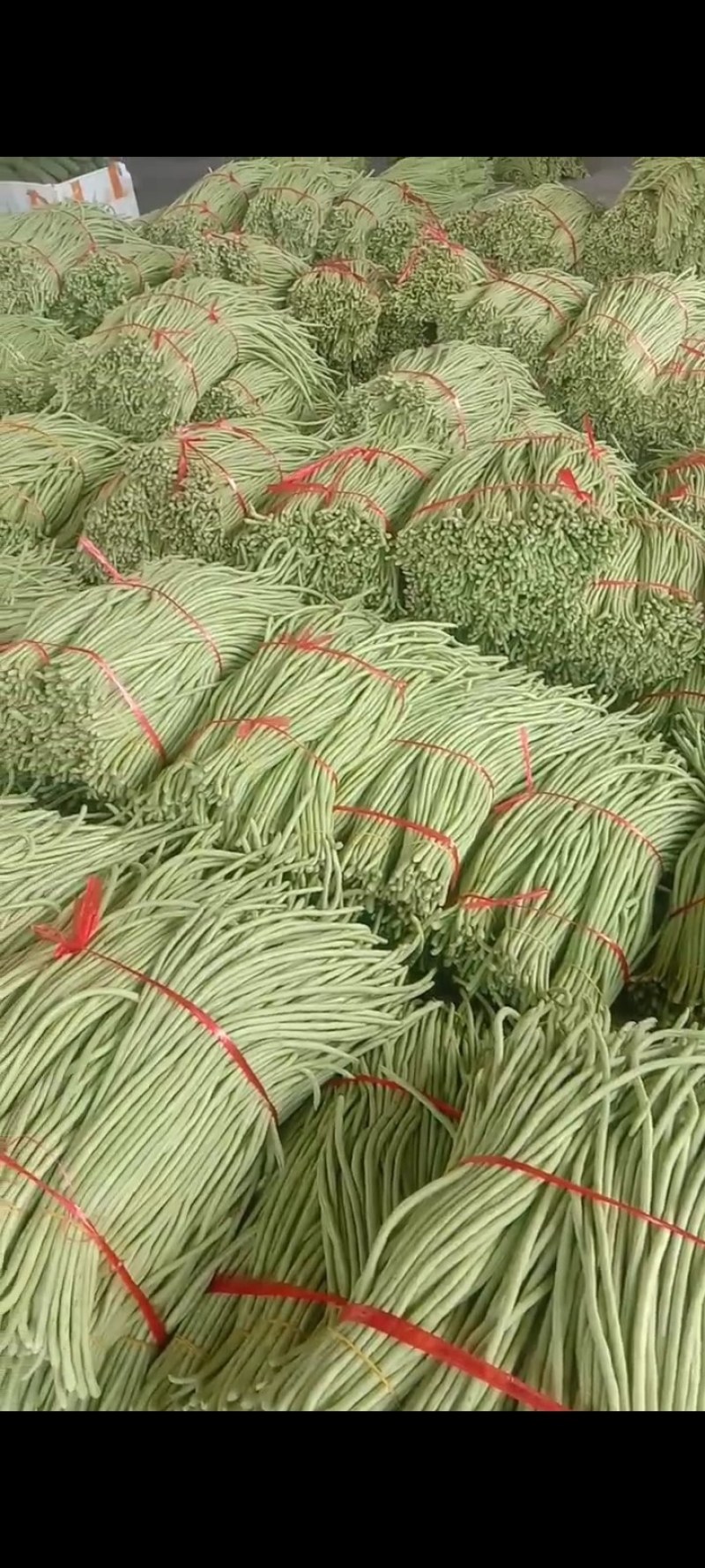 大量供应豆角，黄瓜，丝瓜，小南瓜，香芋南瓜等各类蔬菜！