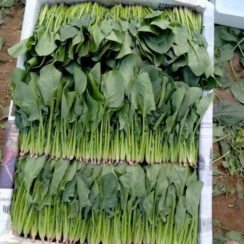 内蒙精品菠菜大量上市了，保证质量，代发全国，供应各大超市