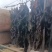 福建无沙干海带