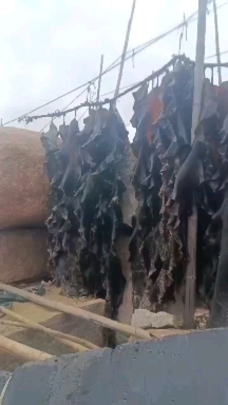 福建无沙干海带