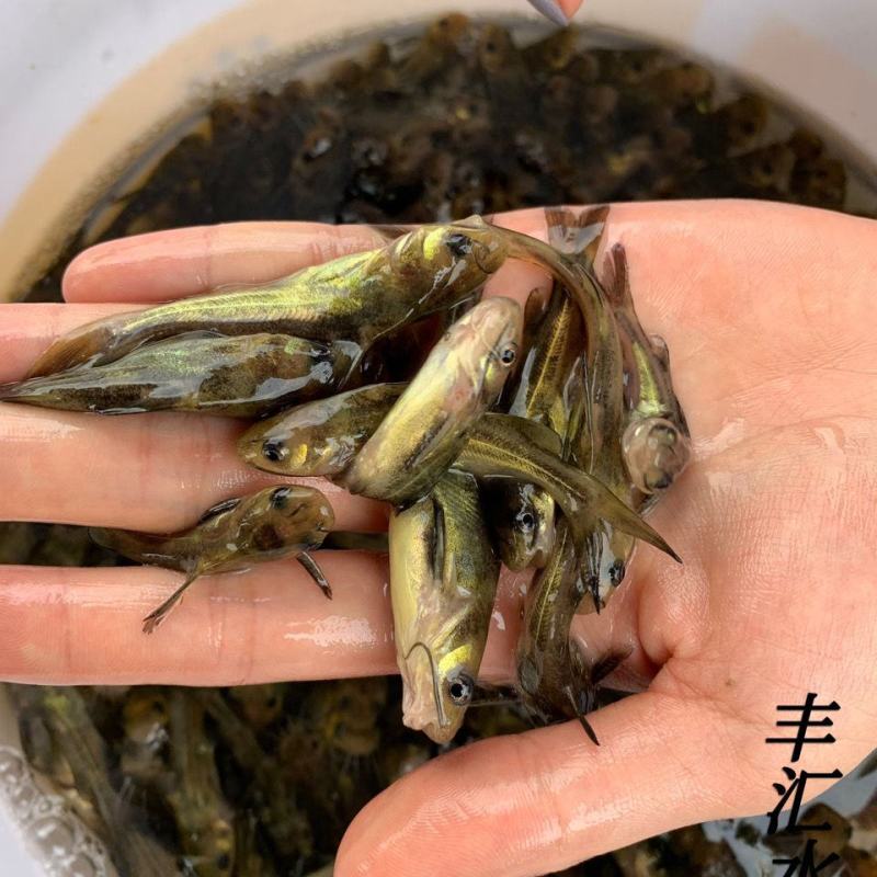 优质黄骨鱼苗黄辣丁黄丫头黄鸭叫刺昂鱼水黄蜂淡水