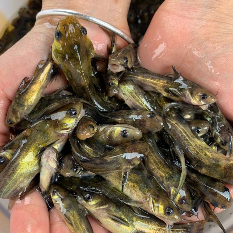 优质黄骨鱼苗黄辣丁黄丫头黄鸭叫刺昂鱼水黄蜂淡水