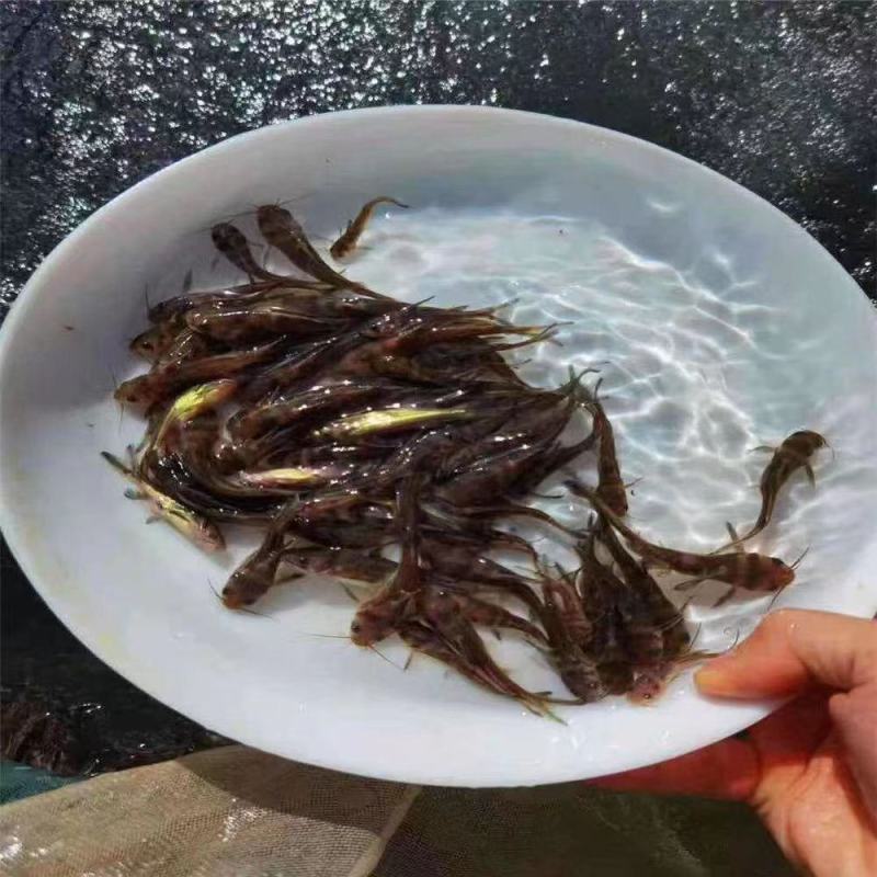 优质黄骨鱼苗黄辣丁黄丫头黄鸭叫刺昂鱼水黄蜂淡水