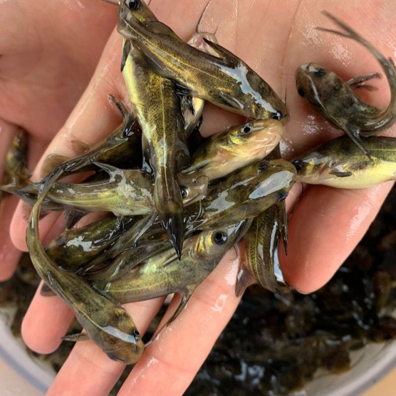 优质黄骨鱼苗黄辣丁黄丫头黄鸭叫刺昂鱼水黄蜂淡水