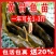 优质黄骨鱼苗黄辣丁黄丫头黄鸭叫刺昂鱼水黄蜂淡水