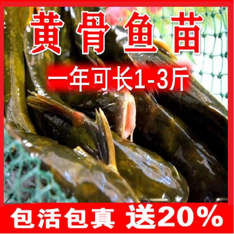优质黄骨鱼苗黄辣丁黄丫头黄鸭叫刺昂鱼水黄蜂淡水