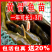 优质黄骨鱼苗黄辣丁黄丫头黄鸭叫刺昂鱼水黄蜂淡水