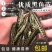 优质杂交黑鱼苗乌鱼苗生鱼苗乌鳢鱼苗苗黑鱼鱼苗淡水易养殖